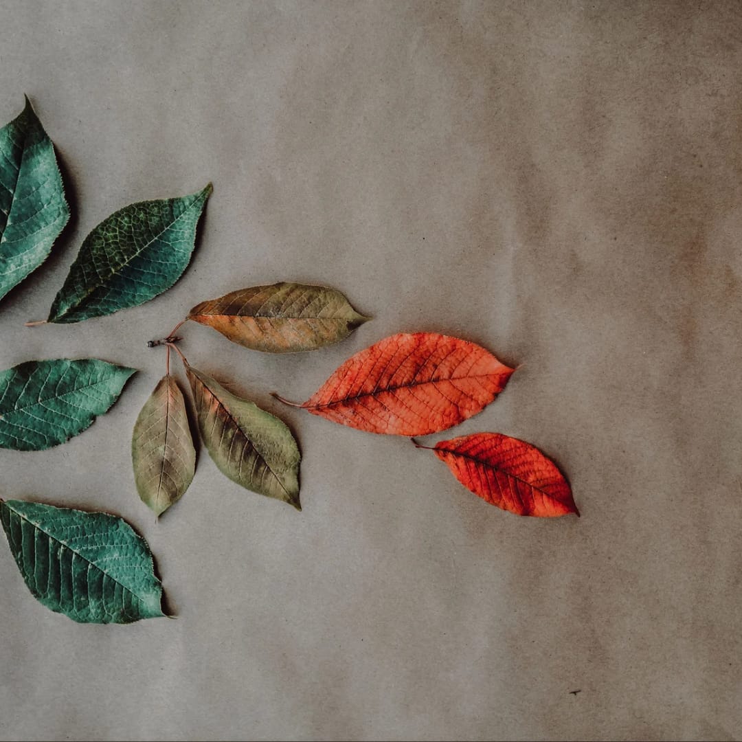 WhatsApp Image 2025-09-30 at 16.39.42